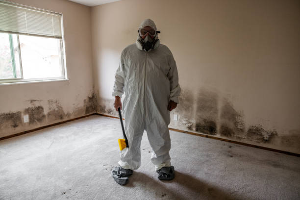 Why You Should Choose Our Mold Remediation Services in North Merrick, NY